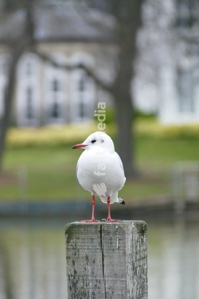 A gull rests on a post by the river