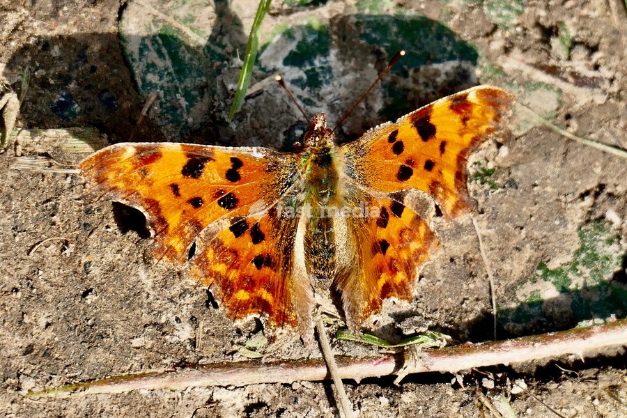 A ageing comma butterfly rests in the sun