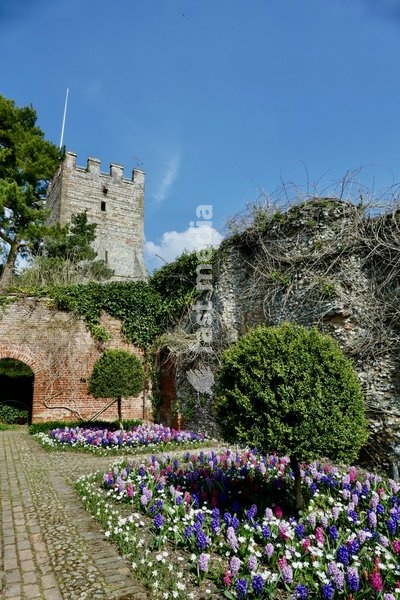 Highly scented and colourful Hyacinths mixed in with anemones in the courtyard gardens at Greys Court in the lovely sunshine