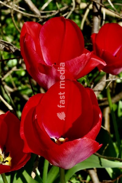 Tulip flowers in the sun