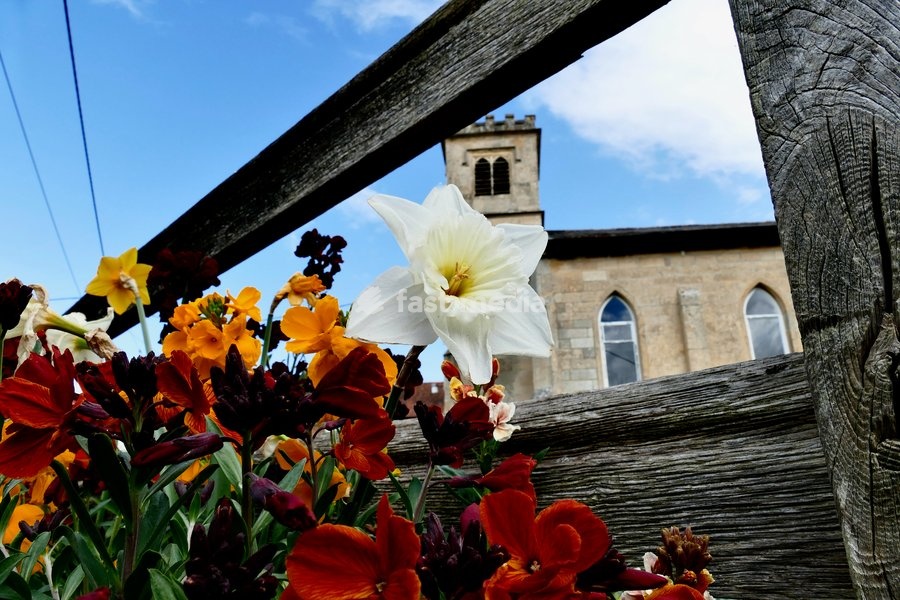 Wallflowers in full bloom in the pretty churchyard in the sun
