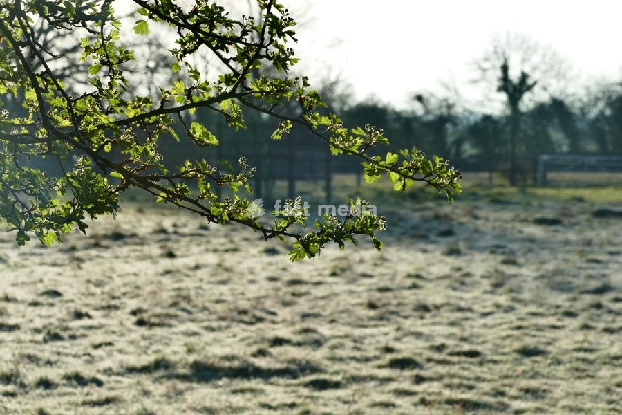 Frost covered fields at first light