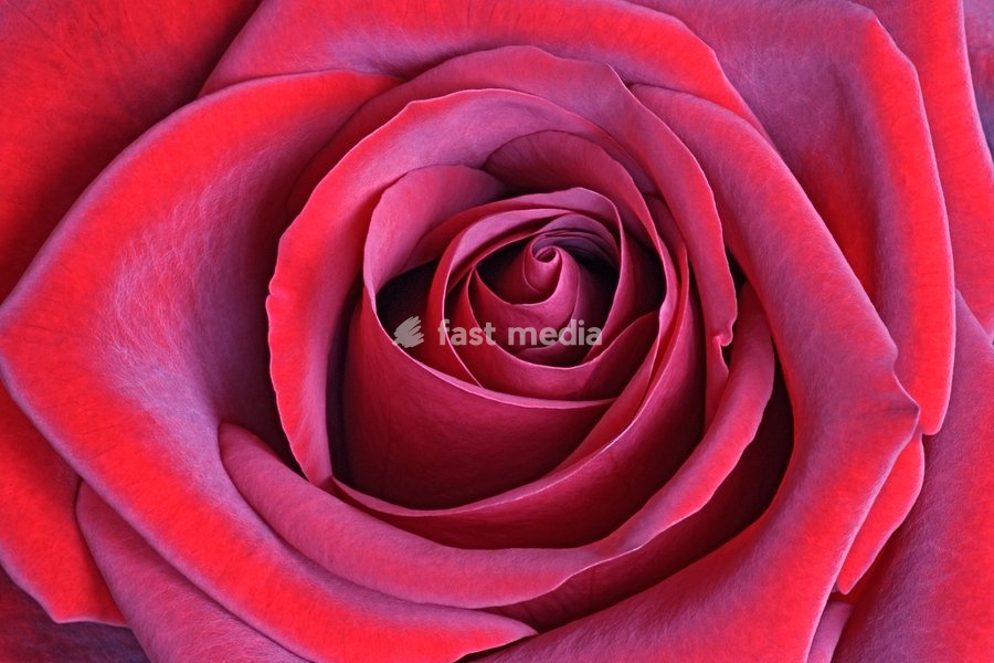 Rosa, Hybrid rose, Rosa x hybrid, Close up of red flower showing pattern of petals