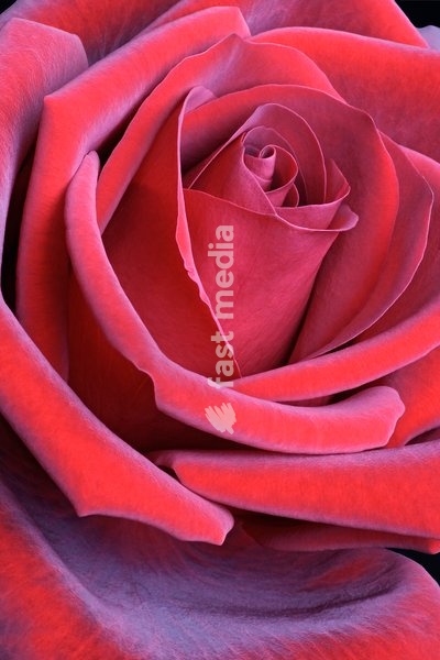 Rosa, Hybrid rose, Rosa x hybrid, Close up of red flower showing pattern of petals