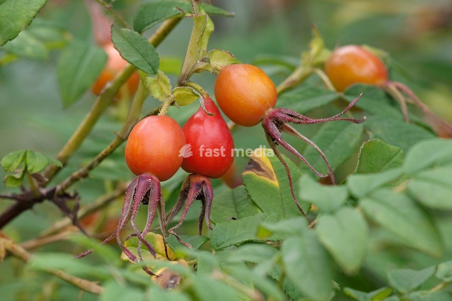 Amur rose, Rosa davurica, Red hips growing outdoor on the plant