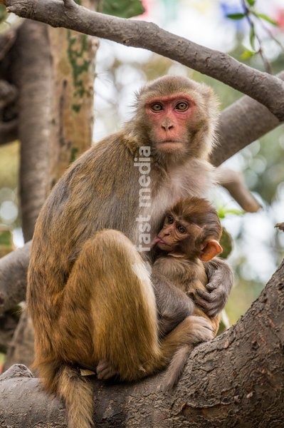 A baby Rhesus macaque nurses from its mother in the Swayambhunath temple comples in Kathmandu, Nepal