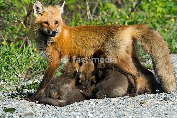Red fox (Vulpes vulpes) nursing cubs, Gaspesie national park, Canada