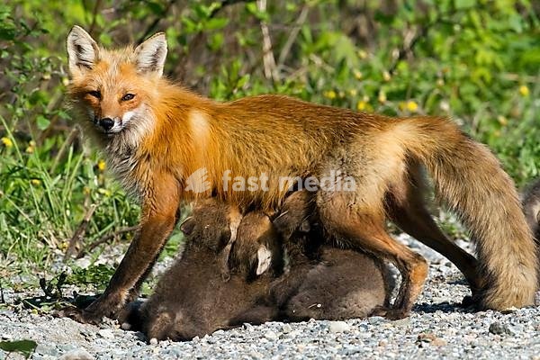 Red fox (Vulpes vulpes) nursing cubs, Gaspesie national park, Canada