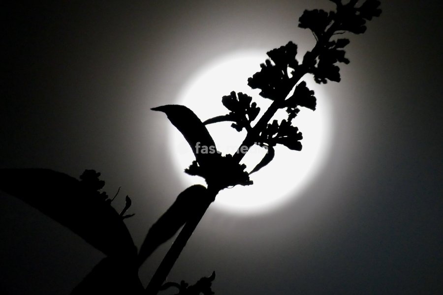 A thin veil of mist surrounds the waning gibbous moon visible at 90.9% in the early mornings sky