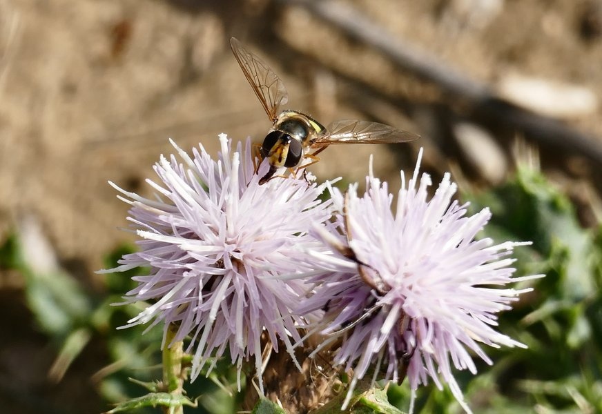 A Platycheirus tarsalis hoverfly collects pollen from the wolf flowers in the sunshine