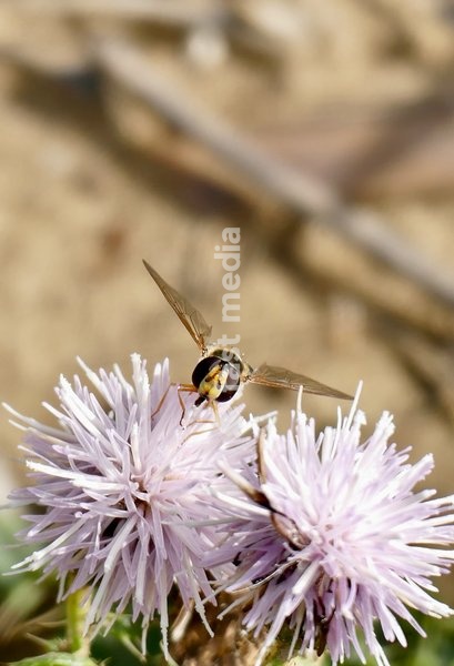 A Platycheirus tarsalis hoverfly collects pollen from the wolf flowers in the sunshine