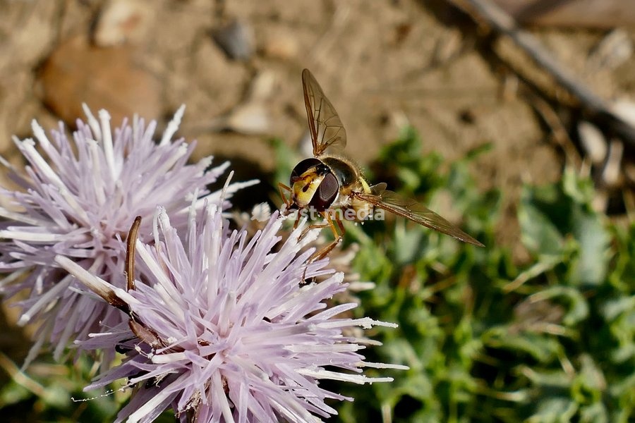 A Platycheirus tarsalis hoverfly collects pollen from the wolf flowers in the sunshine