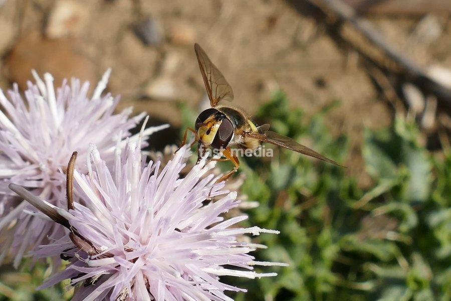 A Platycheirus tarsalis hoverfly collects pollen from the wolf flowers in the sunshine