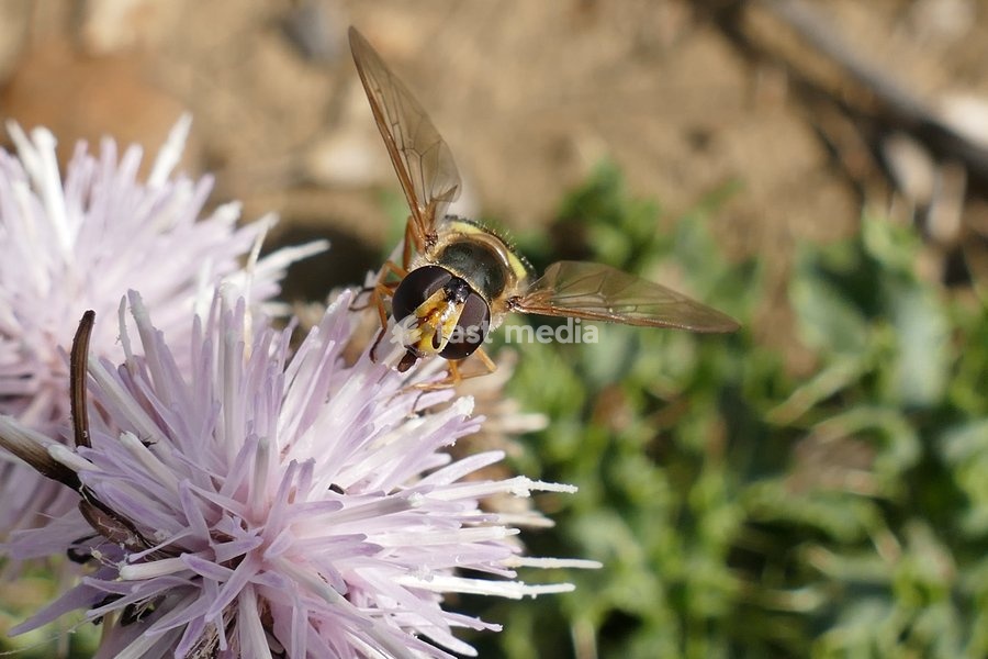 A Platycheirus tarsalis hoverfly collects pollen from the wolf flowers in the sunshine