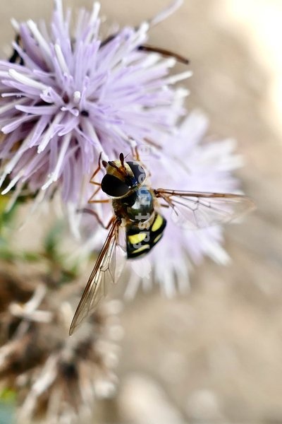 A Platycheirus tarsalis hoverfly collects pollen from the wolf flowers in the sunshine