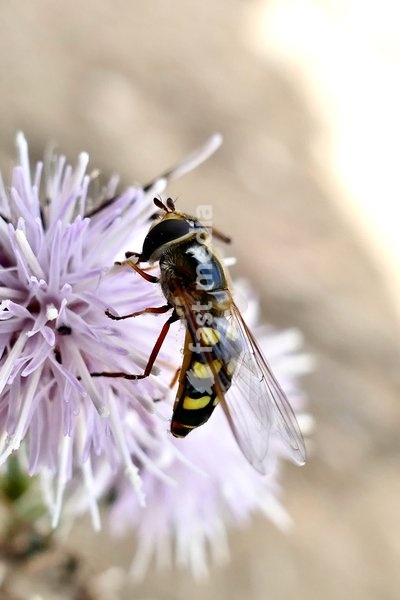 A Platycheirus tarsalis hoverfly collects pollen from the wolf flowers in the sunshine