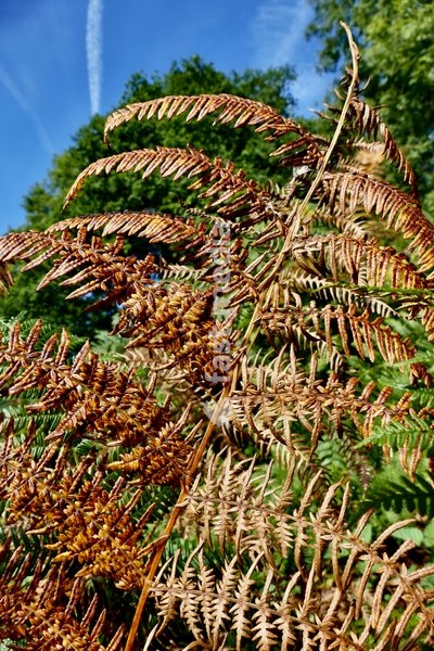 Bracken terms turn from green to gold in the autumns sunshine