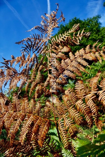 Bracken terms turn from green to gold in the autumns sunshine