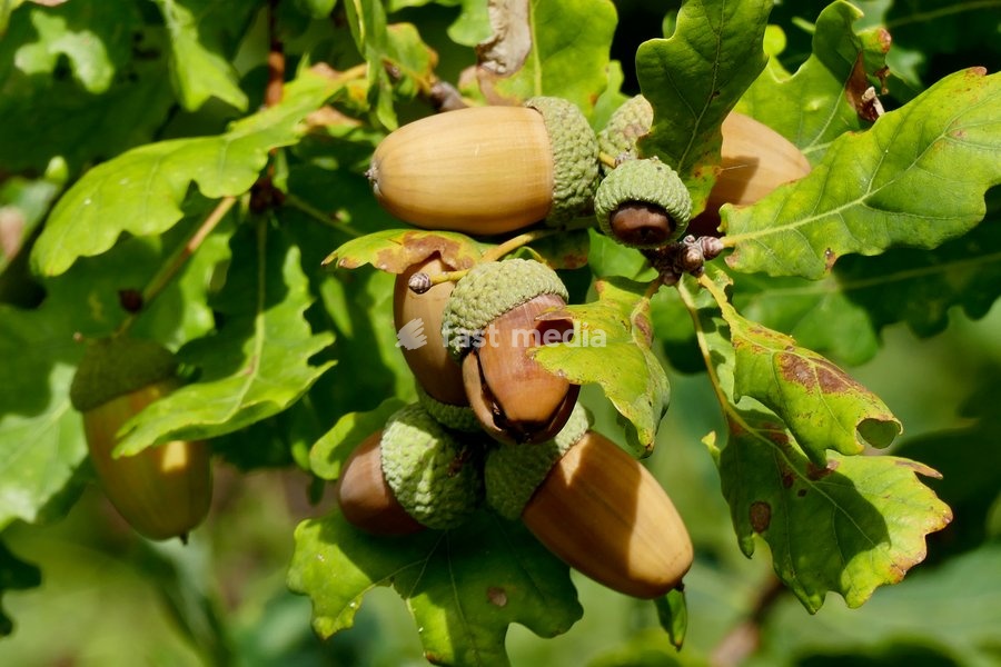 Acorns turn colour on the tree in the autumn sunshine