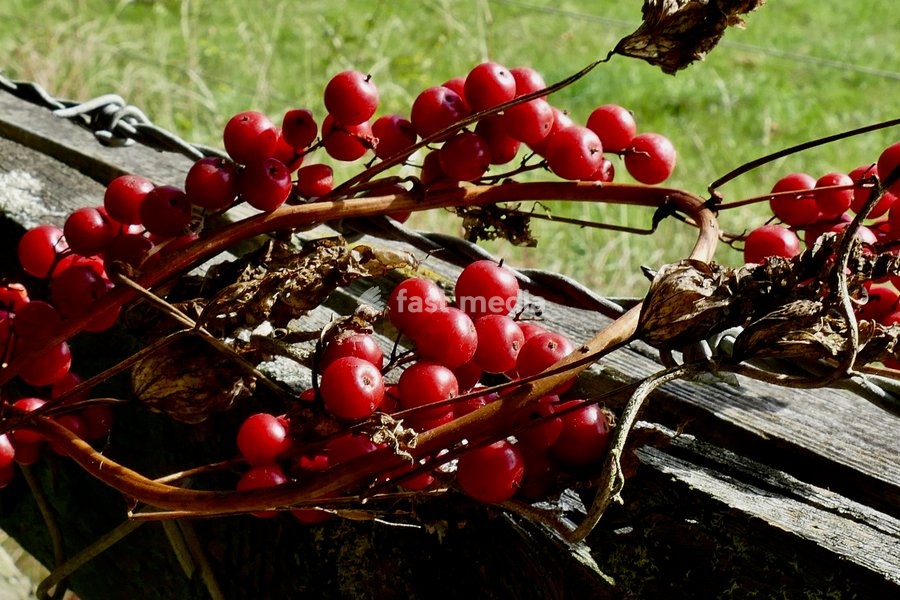 A necklace of bryony berries draped against a wooden fence in the sunshine