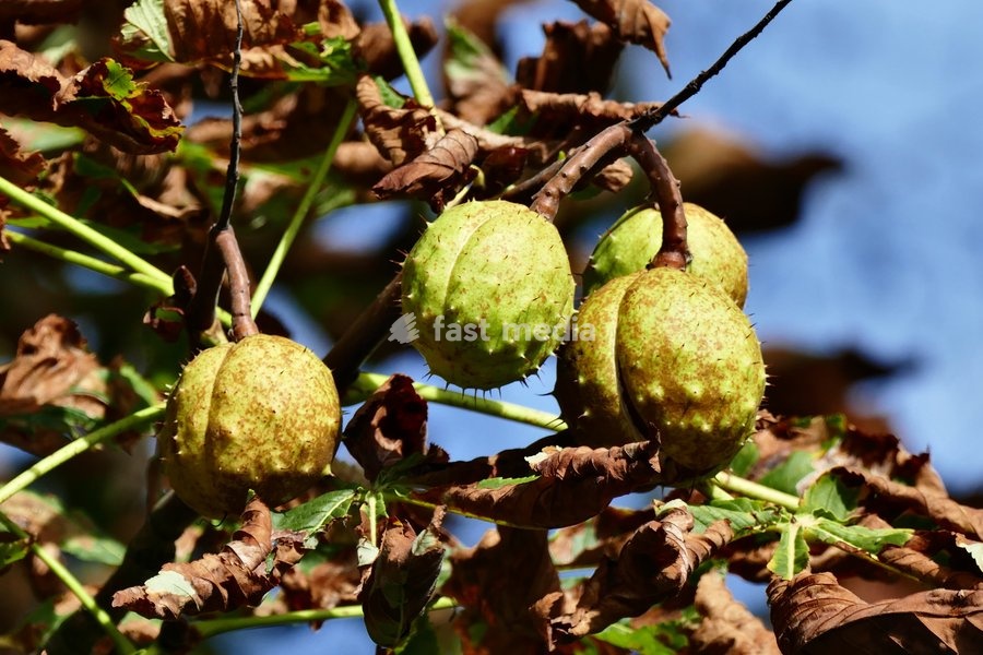 Conkers high up on the branches of the horse chestnut tree in the sunshine