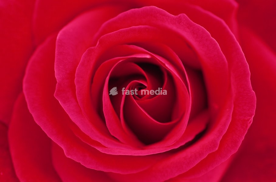 RED ROSE Rosa sp. petal whorl, close detail