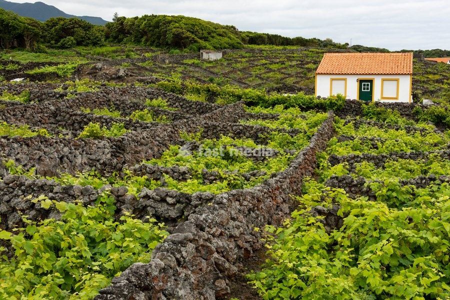 Stone walls around the vineyards at Biscoitos village, Terceira island, Azores, Portugal, Atlantic, Europe