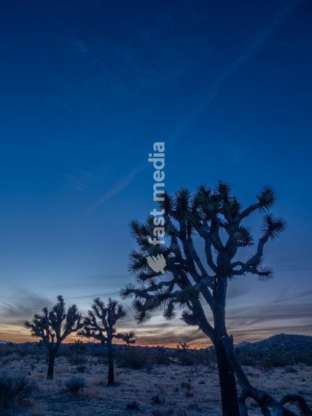 Joshua trees (Yucca brevifolia) at sunset in Joshua Tree National Park, California, United States of America, North America