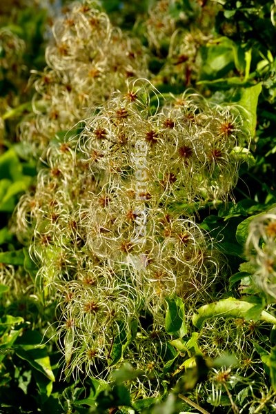 Fronds of the old mans beard or travellers joy in the evenings sunshine
