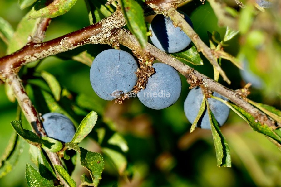 Sloe berries in the evenings sunshine