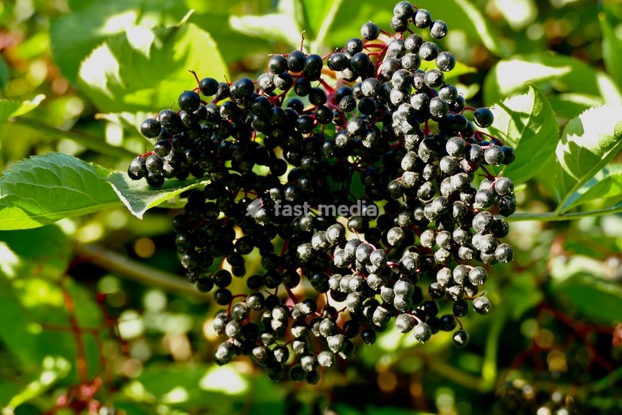 Elderberries in the evenings sunshine