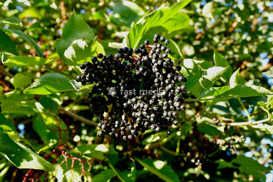 Elderberries in the evenings sunshine