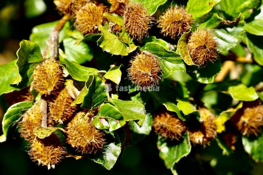 Beech nuts in the evenings sunshine