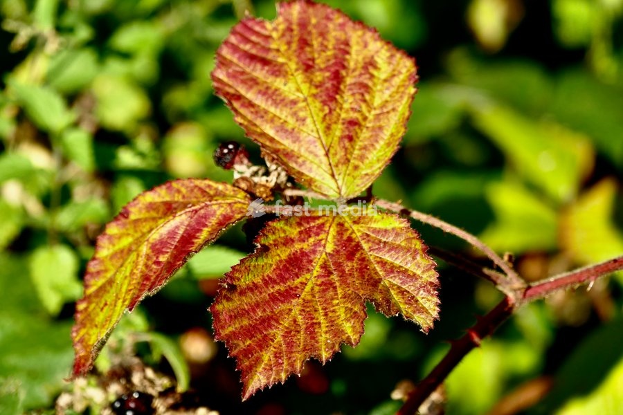 Leaves change from green to red