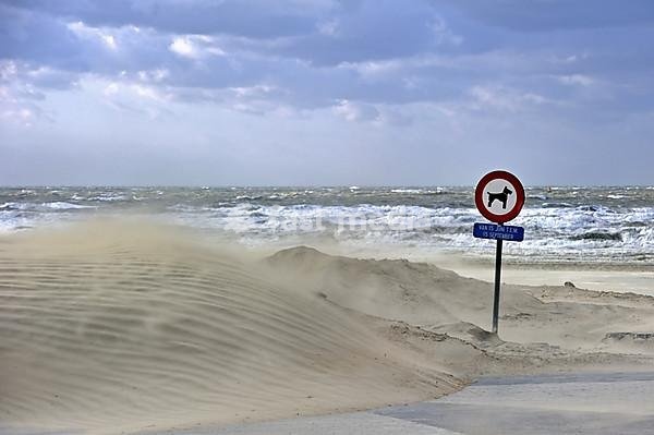 Shifting sands blown up by the wind on beach along the North Sea during winter storm, Belgium