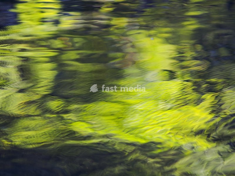 The reflections of vegetation in a pool of water create an abstract image