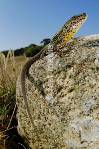 Bocage's Wall Lizard (Podarcis bocagei), adult male, basking on stone in habitat, Portugal, Europe