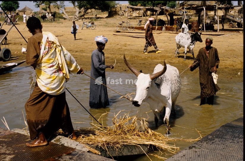 Loading livestock to transport them via ferry across the Niger River