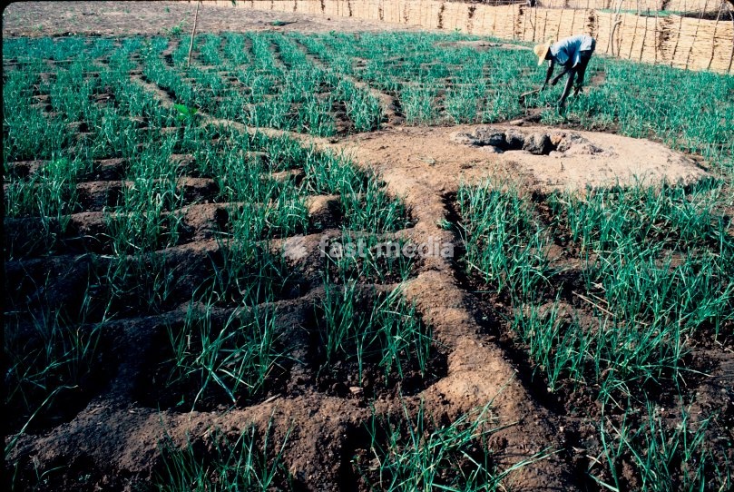 A field of cultivated crops in Burkina Faso