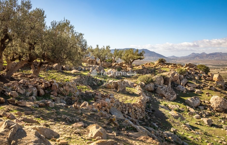 An ancient olive grove in the ruined hilltop Berber village called Zriba El Alia (Zriba Olia) in Tunisia