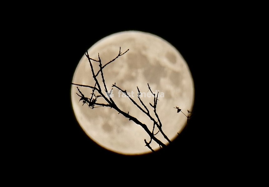 The Hunters Moon, super moon visible over the woods in the evenings sky. Super moons happen when the Moon is closest to the Earth, appearing much bigger and brighter than normal. October's full Moon is called the Hunter's Moon because it occurs when hunters would traditionally have been most active