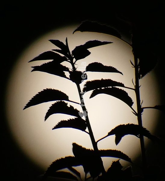 The Hunters Moon, super moon visible over the woods in the evenings sky. Super moons happen when the Moon is closest to the Earth, appearing much bigger and brighter than normal. October's full Moon is called the Hunter's Moon because it occurs when hunters would traditionally have been most active