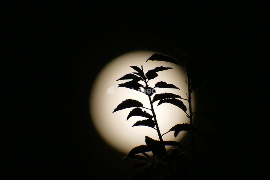 The Hunters Moon, super moon visible over the woods in the evenings sky. Super moons happen when the Moon is closest to the Earth, appearing much bigger and brighter than normal. October's full Moon is called the Hunter's Moon because it occurs when hunters would traditionally have been most active