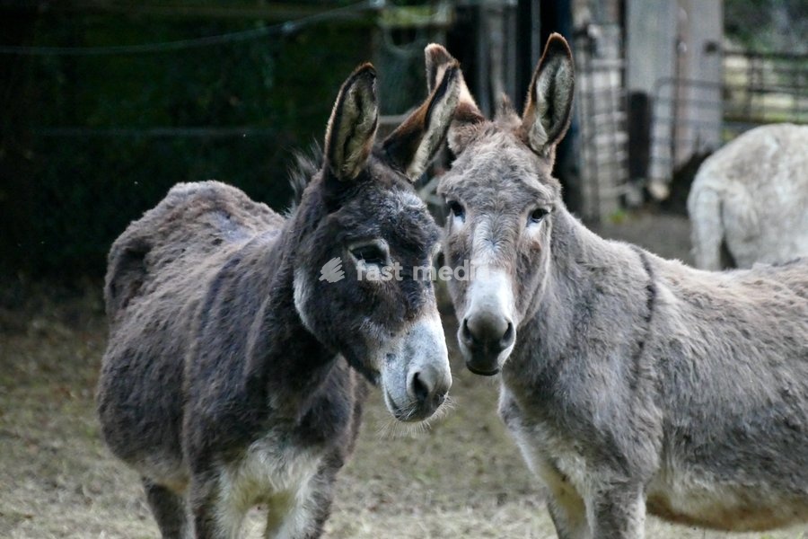 Donkeys out at first light on a dull morning in the countryside