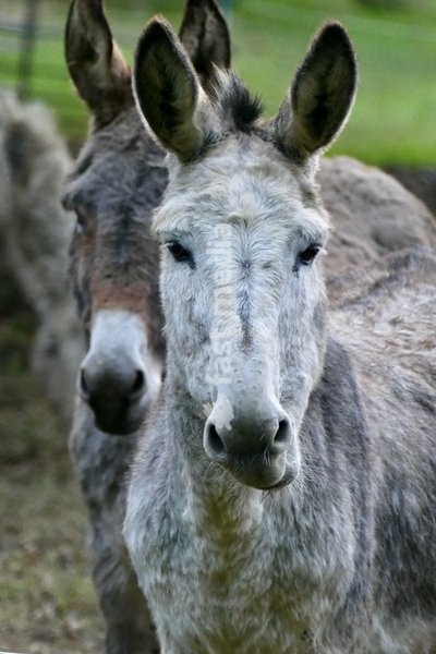 Donkeys out at first light on a dull morning in the countryside