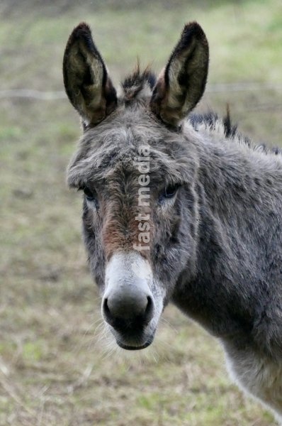 Donkeys on a dull morning in the countryside
