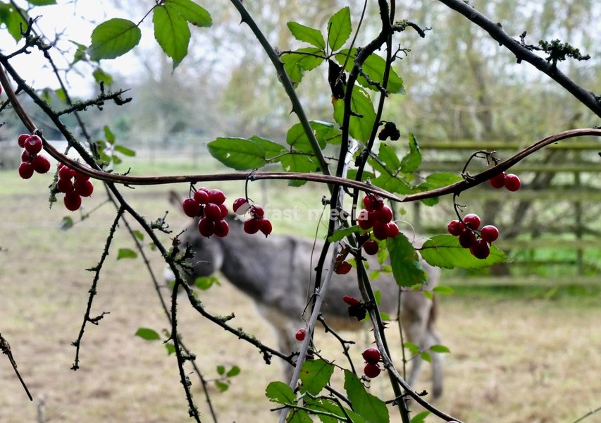 Donkeys on a dull morning in the countryside