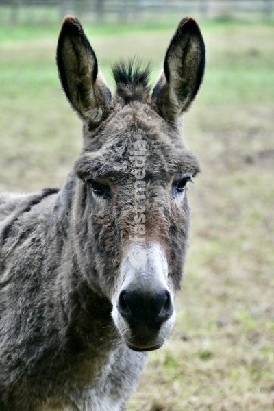 Donkeys on a dull morning in the countryside