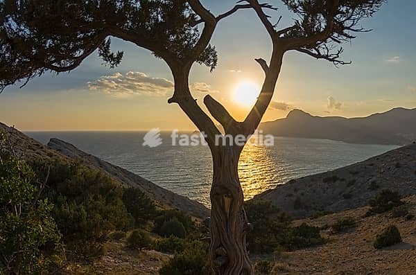 View on the setting sun through the fork in the trunk of a treelike juniper. Crimea