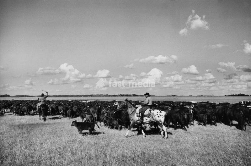Gauchos by horse with cattle grazing from the ranch 'Estancia Mercedes' a hundred kilometres from the Argentinian capital. Argentina, November 1957 SPECIAL FEE - CONTACT US FOR NOT EDITORIAL USAGE